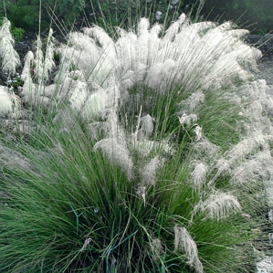 Muhly Grass White